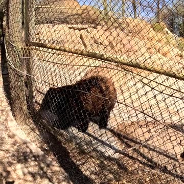 Black Bear in a Zoo Hermosillo Sonora Mexico