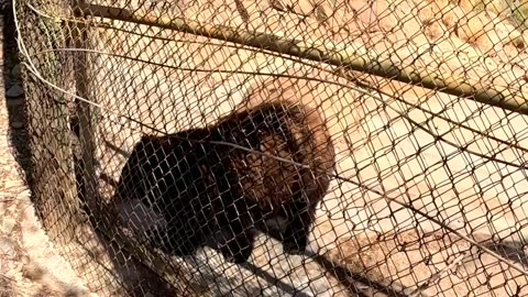 Black Bear in a Zoo Hermosillo Sonora Mexico