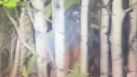 😨👻 Skinwalker Spotted in Creepy Forest! | TheHauntingHour