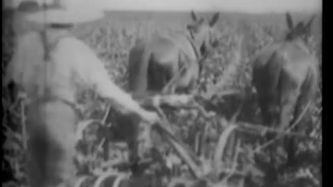 A CROP WORTH SAVING - A CROP WORTH SAVING - 33-245-r3
