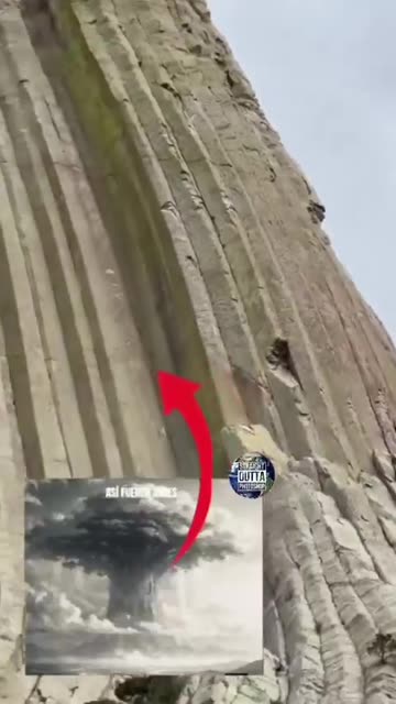 An Ancient Giant Cut Down Petrified Tree