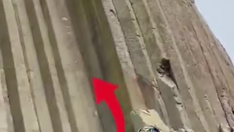 An Ancient Giant Cut Down Petrified Tree