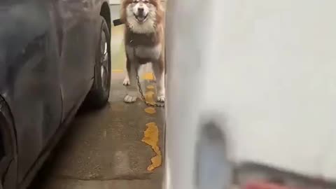 😂🐶 You Won't Believe This Pup's Adorable Antics! | FunFM