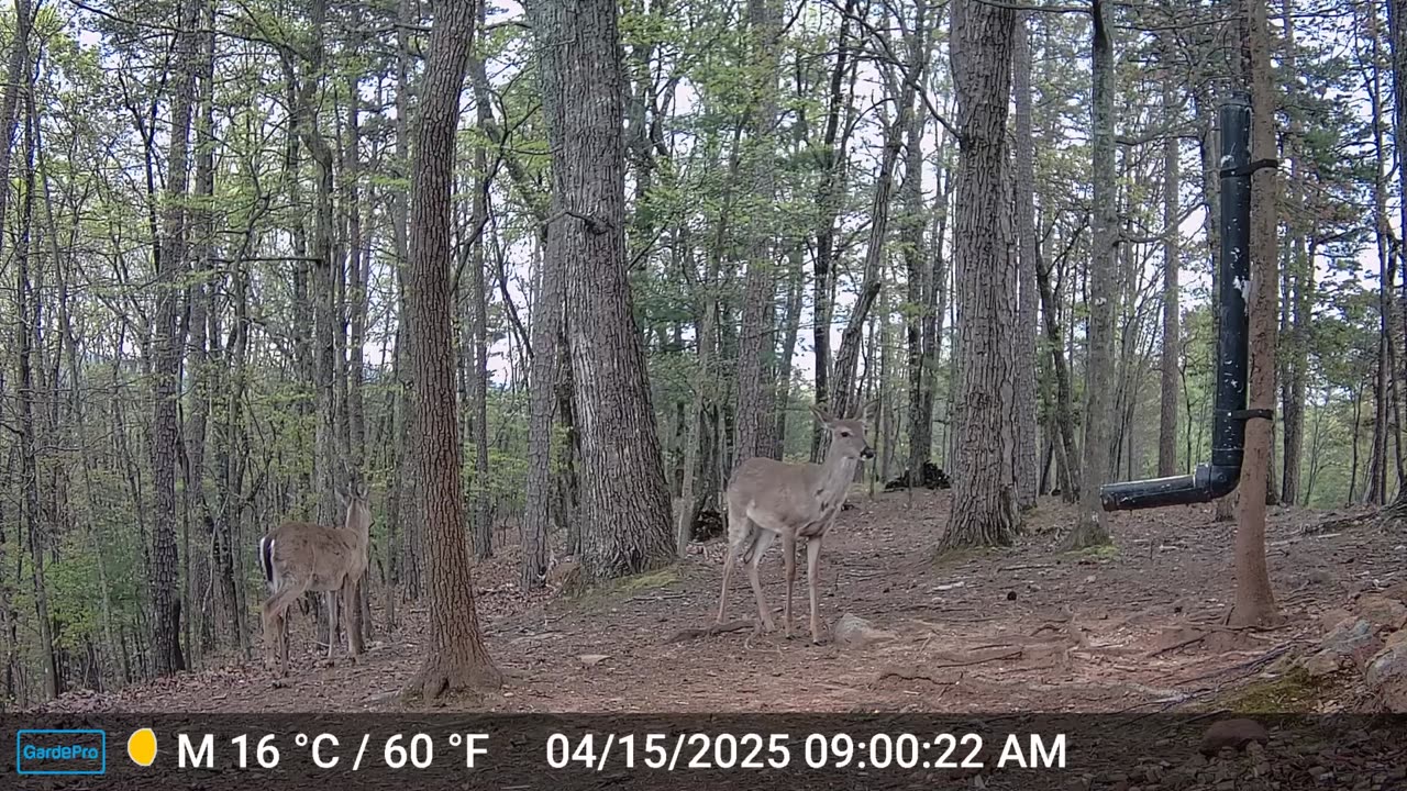 The Woods – 04/15/2025
