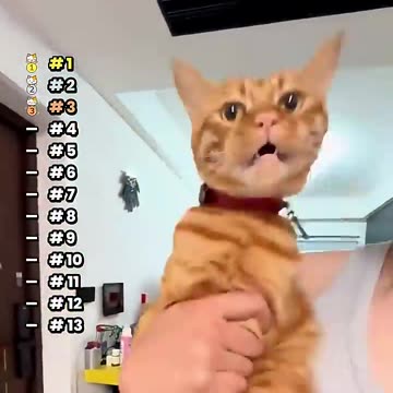 top fun cats cute funny video