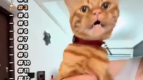 top fun cats cute funny video