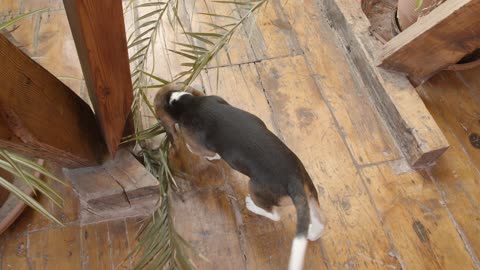 Dog funny moments 1