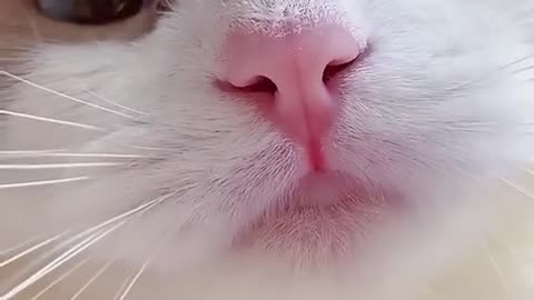 #catmeow​ #shorts​ cat meme & kitten (tik tok video]💘