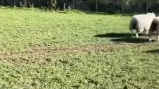 Border Collie shepherd dog leads sheep herd skillfully 👏