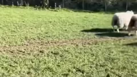Border Collie shepherd dog leads sheep herd skillfully 👏