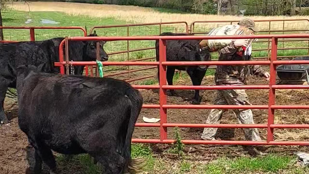 A treat for the cattle