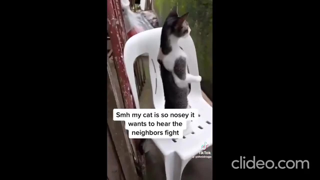 When even cats are curious and gotta snoop on the Neighbors!