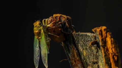 Cicada molting