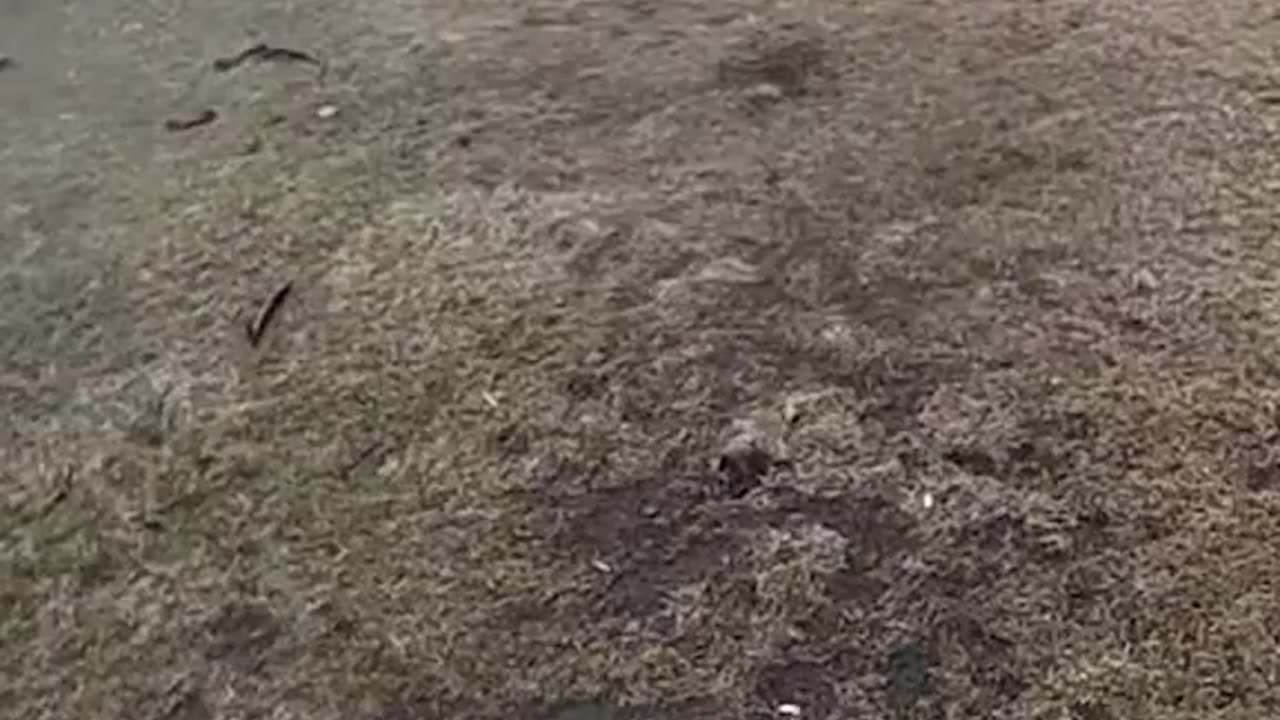 Family in Gary, Indiana pulls dog from cage moments before it was destroyed by a tornado