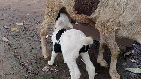 breastfeeding goat kid