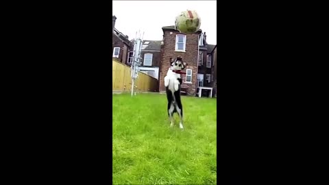 Funny animal videos 2023 - Funny cats/dogs - Funny animals