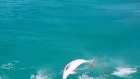 May your day be filled with beauty, happiness, laughter and love! 🌼🌻🐬🐬🐬