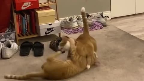 If you are watching this video, know that God has made you the guardian angel of a hungry cat💝