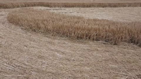 Crop Circle | Hackpen Hill Wiltshire | 14/07/23