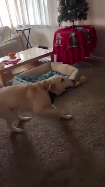 This kind-hearted rescuer visits the dog he saved in its forever home every year