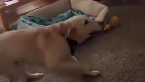 This kind-hearted rescuer visits the dog he saved in its forever home every year