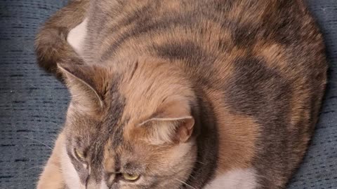 Miss Kitty.