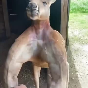 Massive Kangaroo muscle