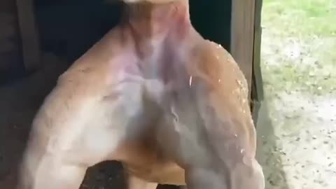Massive Kangaroo muscle