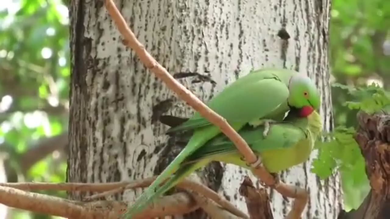 Ringneck Parrots