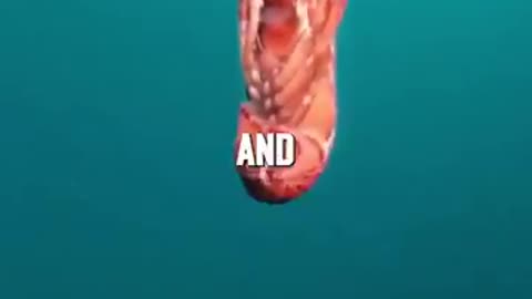 Dr. Abraham J. Twerski - A Life Lesson From A Lobster