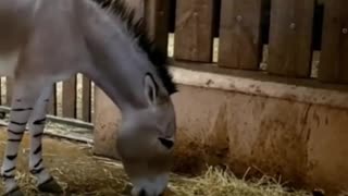 Somali donkey
