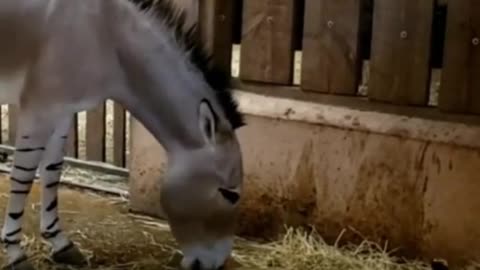 Somali donkey