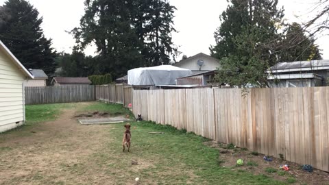 backyard hangout 3290843209842098