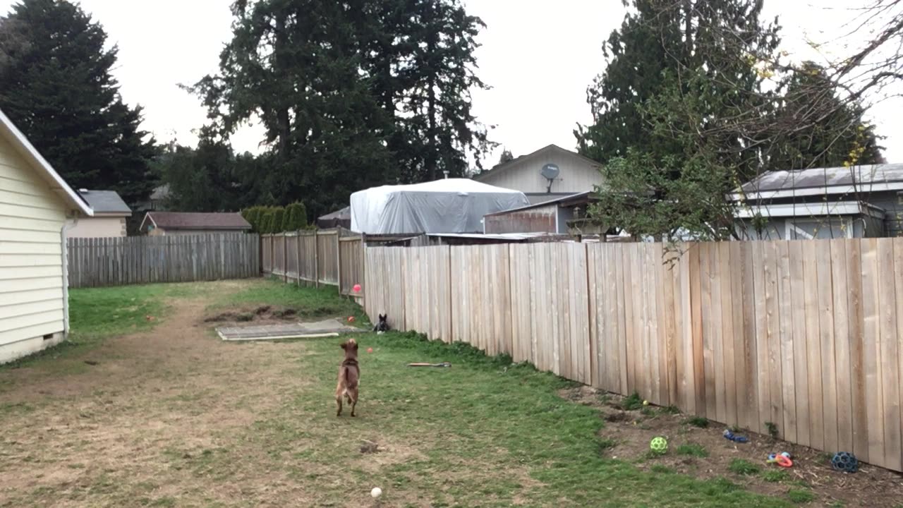 backyard hangout 3290843209842098