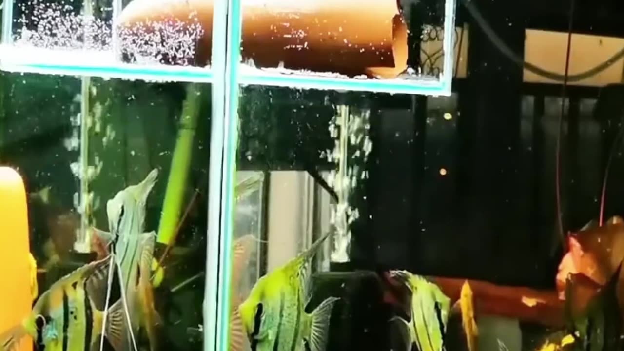 A man found a strange egg and raised it ❤️