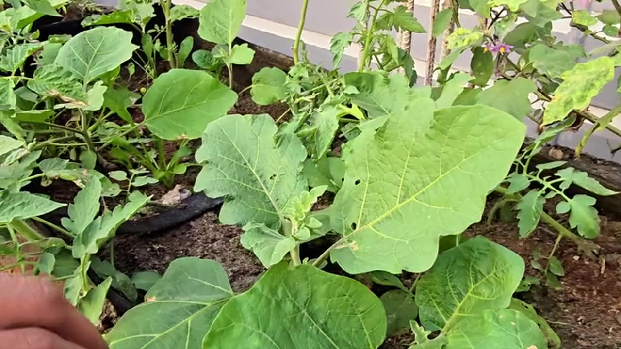 জৈব সারেই অসাধারণ ফলন! 🌱 আলহামদুলিল্লাহ আমাদের ছাদবাগানের সাফল্য | Siraj Tech