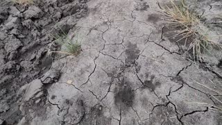 July 20, 2025 - ADC Skunks And Raccoon Sign