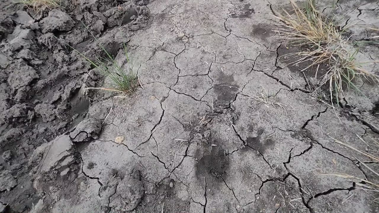 July 20, 2025 - ADC Skunks And Raccoon Sign