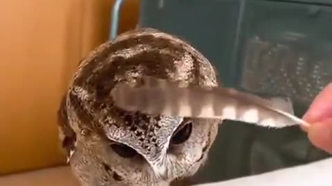 Soft Pets
