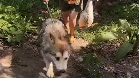 Goose vs husky lol,,,, that goose is soooo annoying, poor doggy 🤣🤣