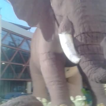 o elefante gigante #shorts.mp4