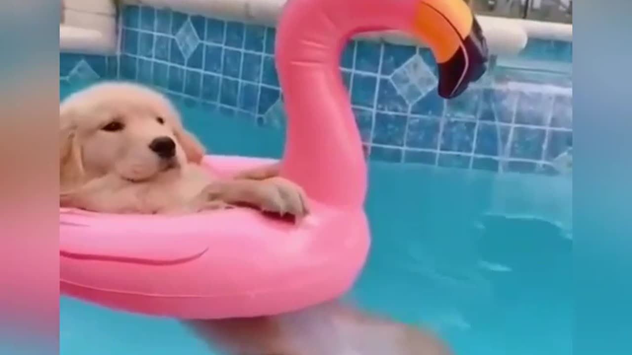 😎🌞 Summer Vibes with the Funniest Pets! | FunFM