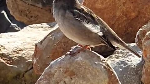 Nature and Animals