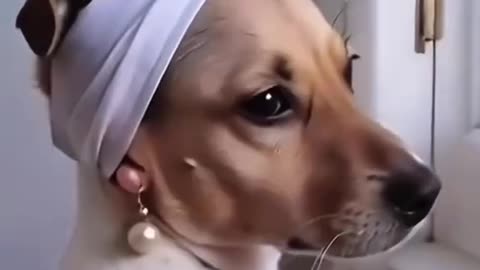 🐾😂 “Cute Dogs, Funny Outfits – You Can’t Stop Watching!”
