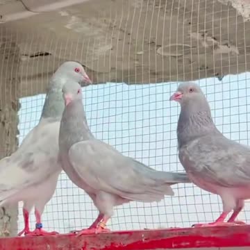 White pigeon ### Symbols of Peace & Love