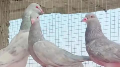 White pigeon ### Symbols of Peace & Love