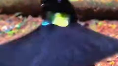 Strange Bird Dance
