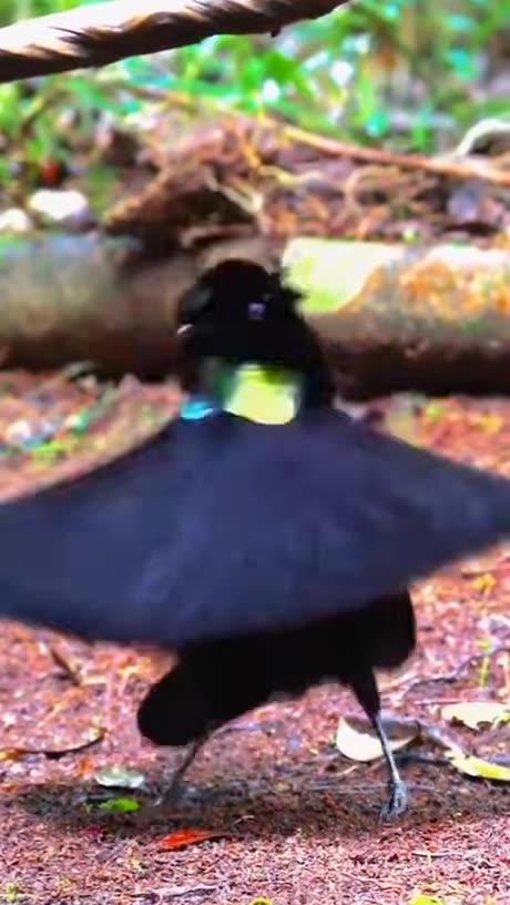 Strange Bird Dance