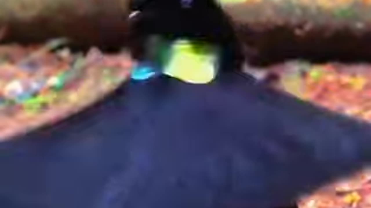 Strange Bird Dance