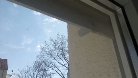 A couple of bumblebees build a nest in the shutter stopper at our window.